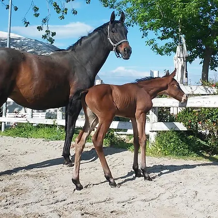 Фермерский дом La Collina Dei Cavalieri
